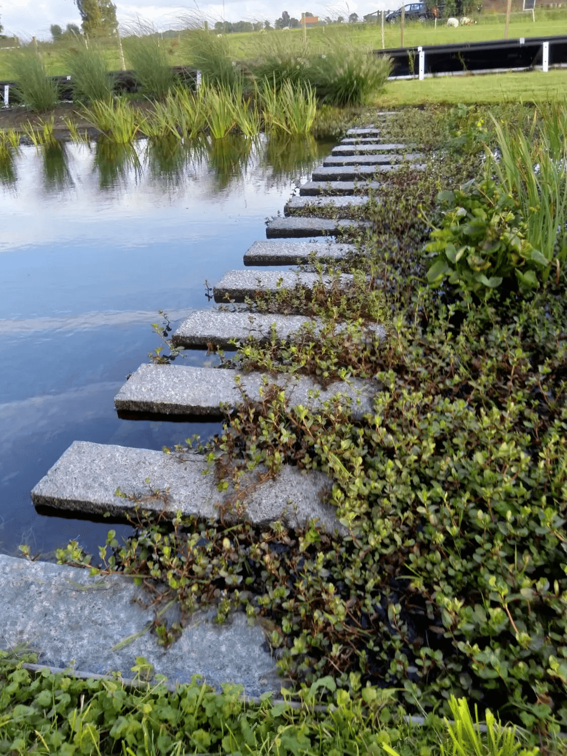 zwemvijver-Leeuwarden- Vossebeld Zwemmen