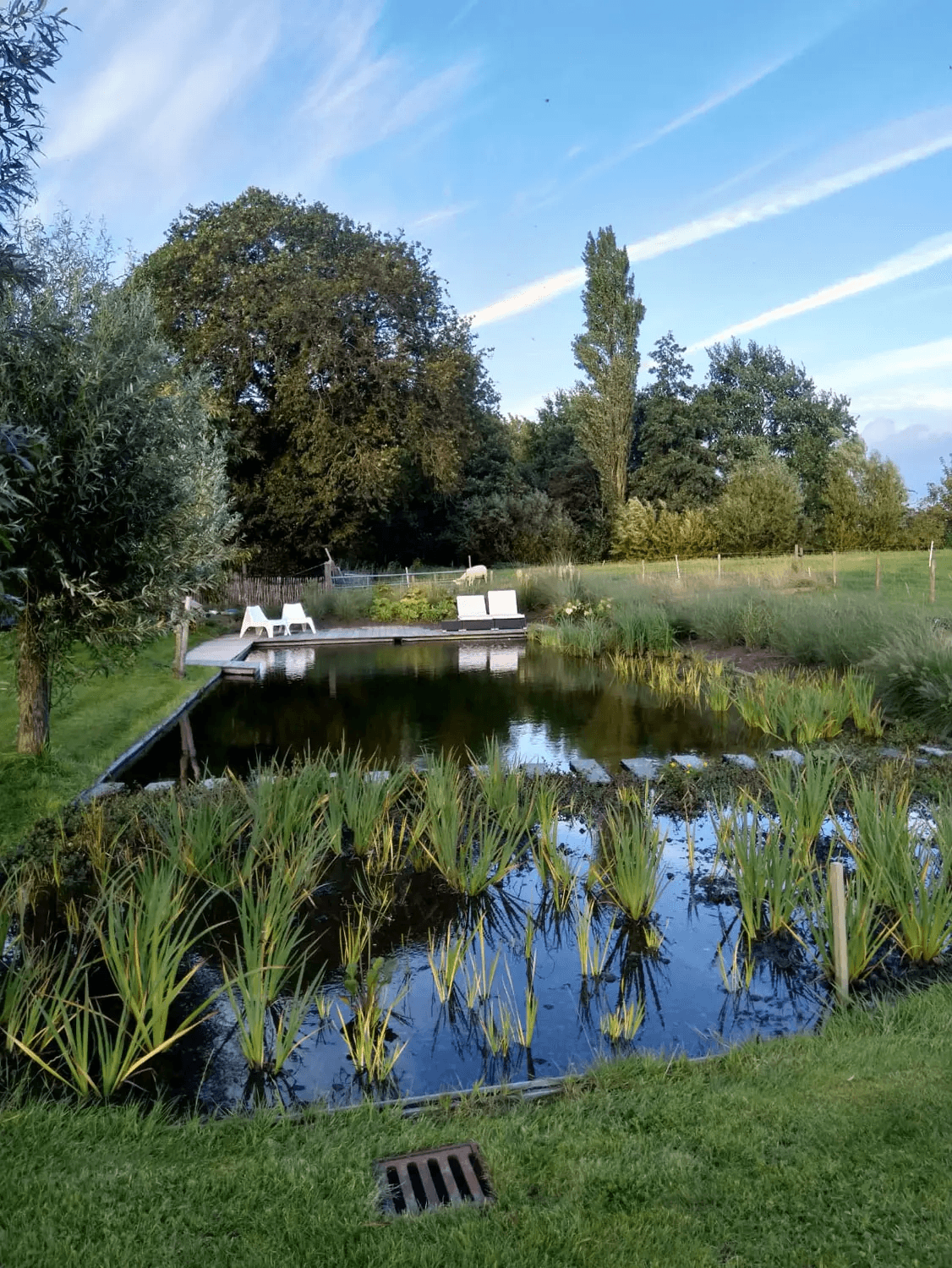 zwemvijver-Leeuwarden- Vossebeld Zwemmen
