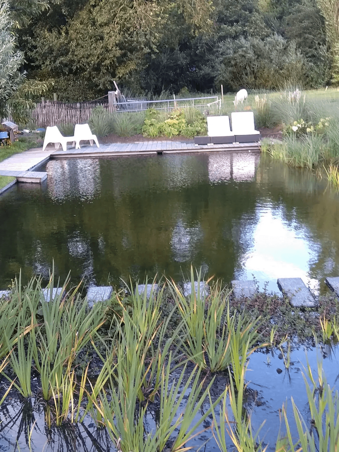 zwemvijver-Leeuwarden- Vossebeld Zwemmen