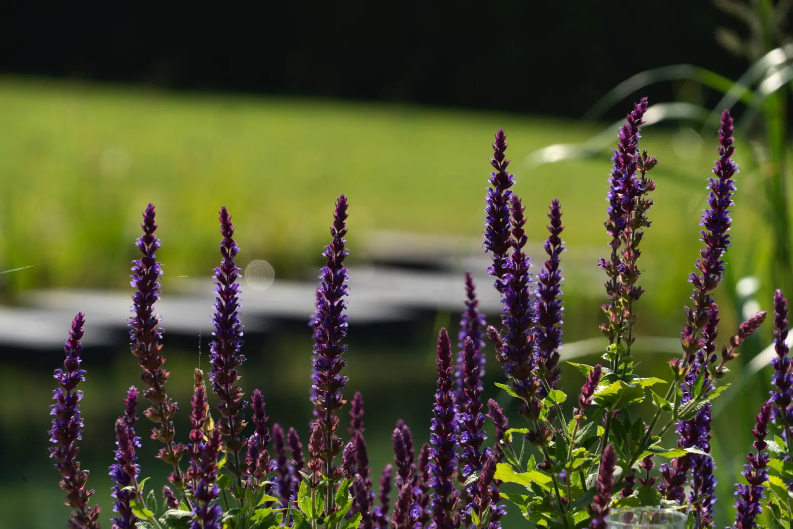 zwemvijver-hooghexel-overijssel-05