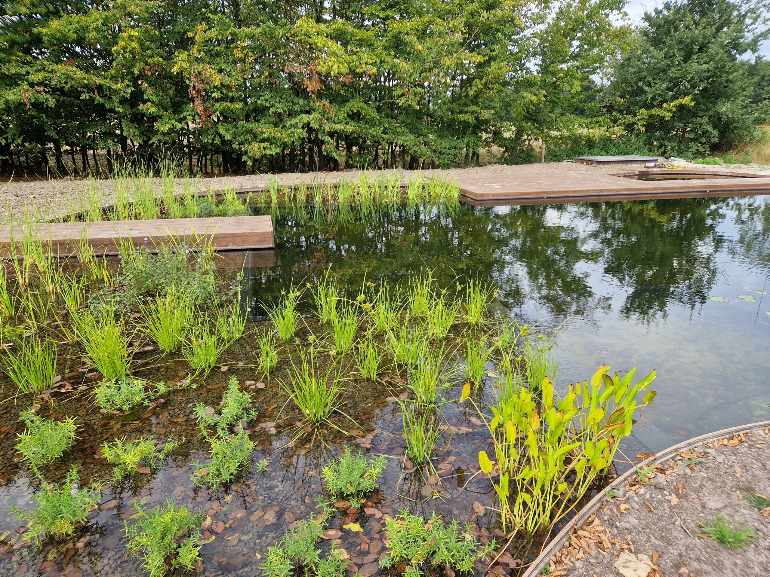 Vossebeld Zwemmen | Zwemvijver Hilversum