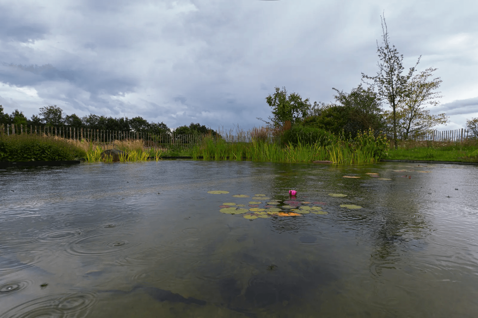 zwemvijver-noord-sleen- Vossebeld Zwemmen