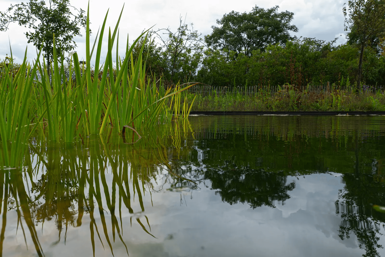 zwemvijver-noord-sleen- Vossebeld Zwemmen