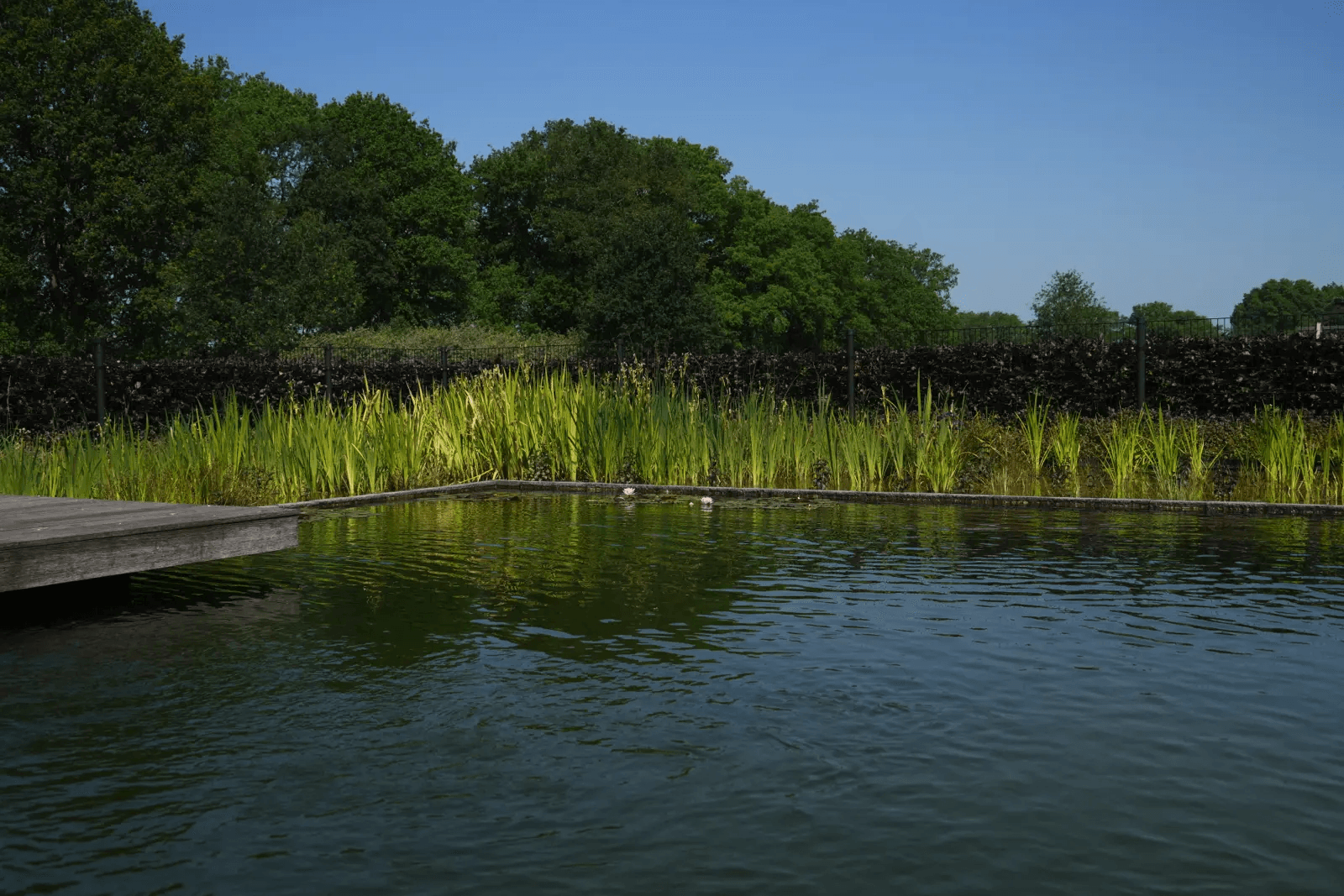 zwemvijver-tubbergen- Vossebeld Zwemmen