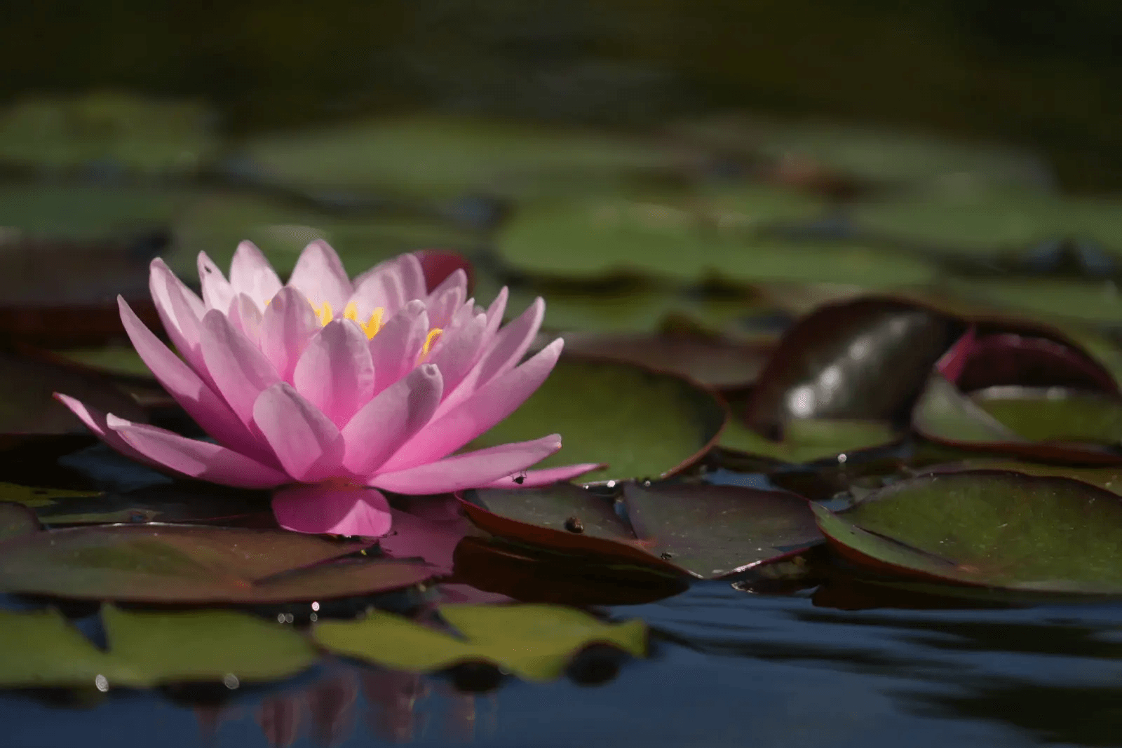 Zwemvijver - Tubbergen