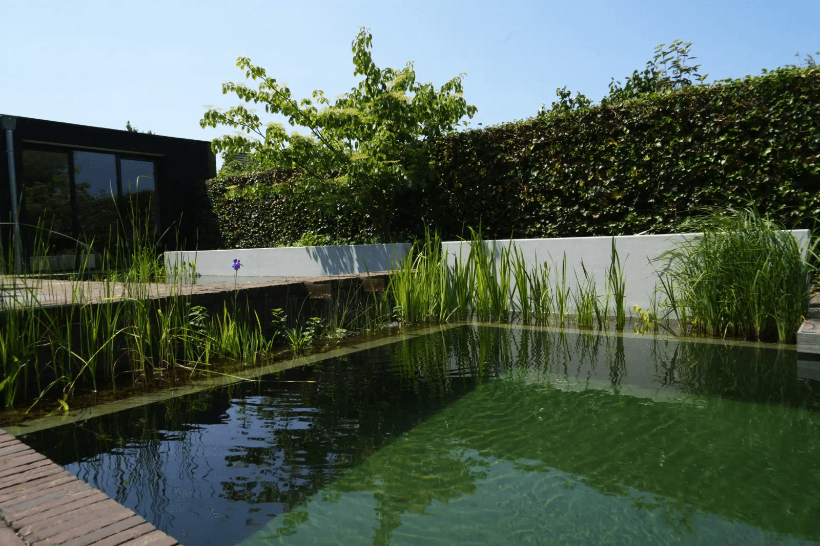 zwemvijver-oldenzaal- Vossebeld Zwemmen