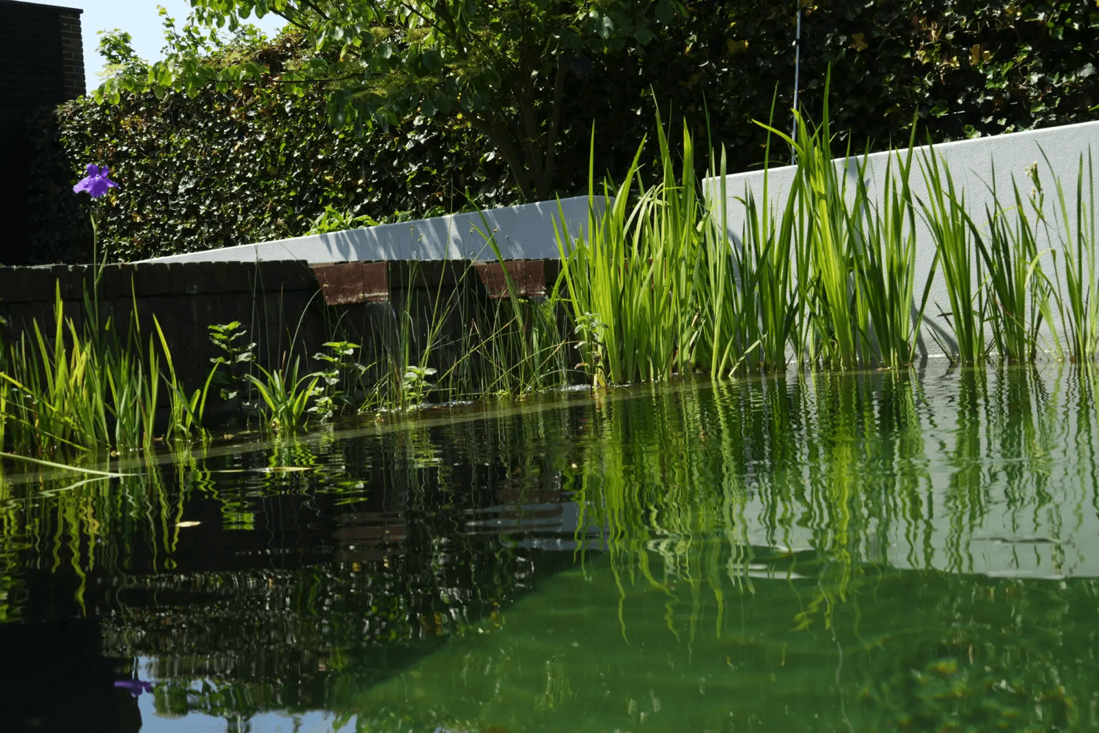 zwemvijver-oldenzaal- Vossebeld Zwemmen