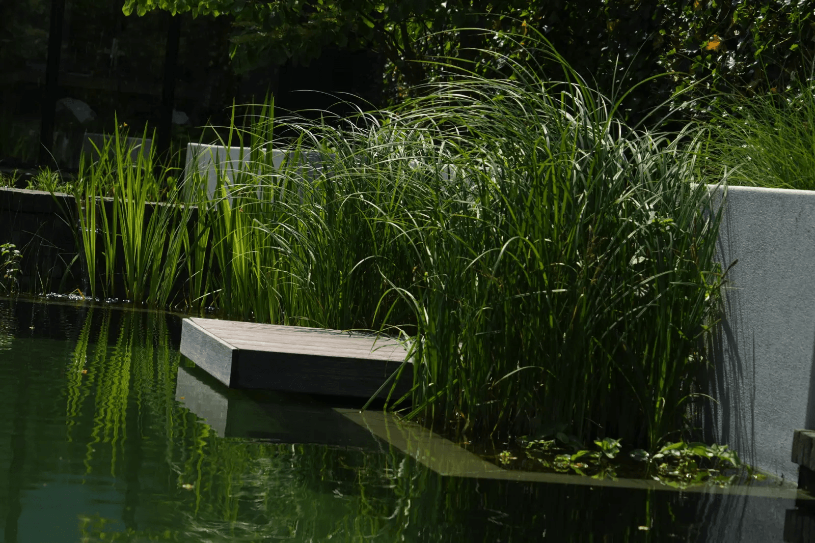 zwemvijver-oldenzaal- Vossebeld Zwemmen