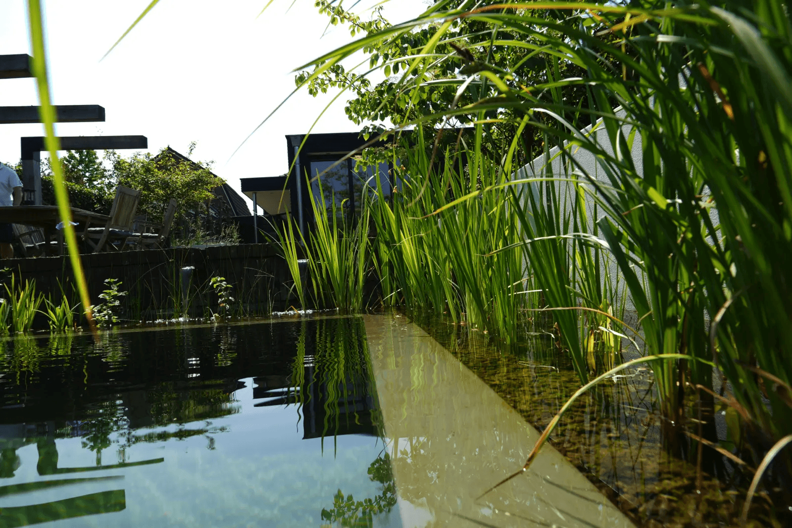 zwemvijver-oldenzaal- Vossebeld Zwemmen